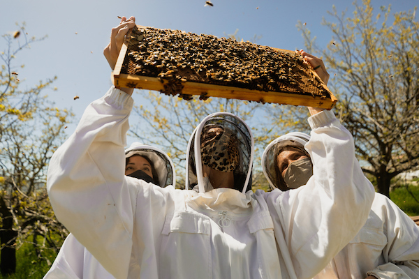 Three people wearing white protective jackets and netted head coverings gather around a rectangular frame that holds honeycomb and bees.
