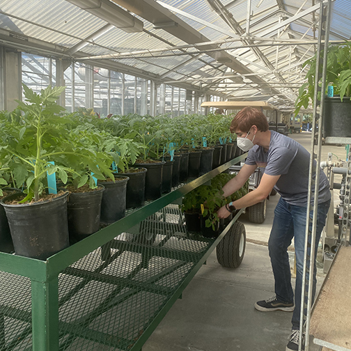 In a large greenhouse, a student leans over a cart loaded with potted tomato vines