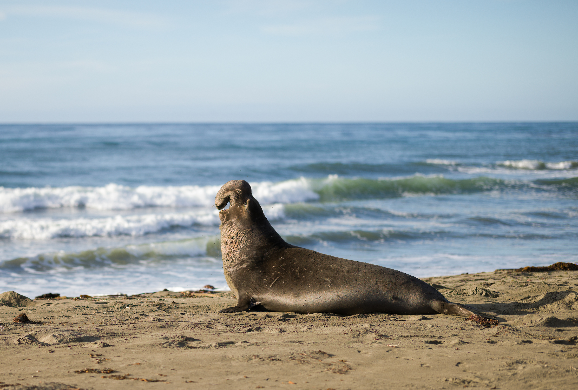 An elephant seal makes his presence known on one of the beaches that make up the Piedras Blancas rookery. NMFS permit #22187-02