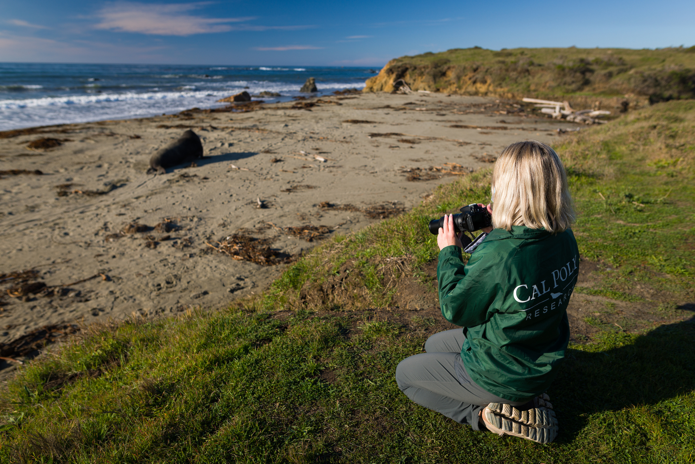 A student researcher observes elephant seals from afar. NMFS permit #22187-02