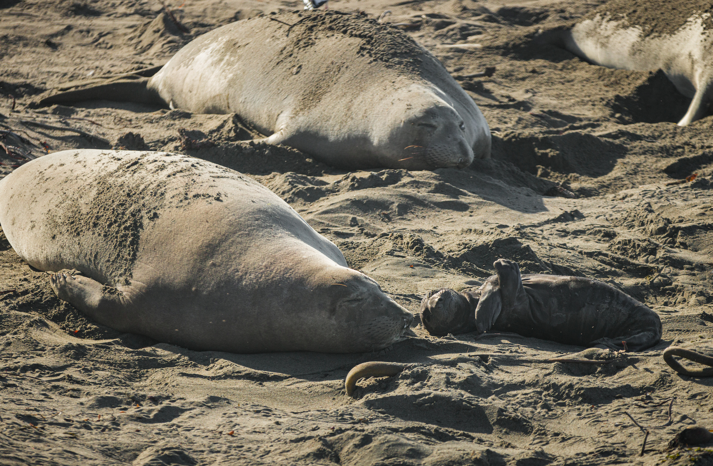 A female elephant seal lies next to a baby on the beach at the Elephant Seal Vista Point.