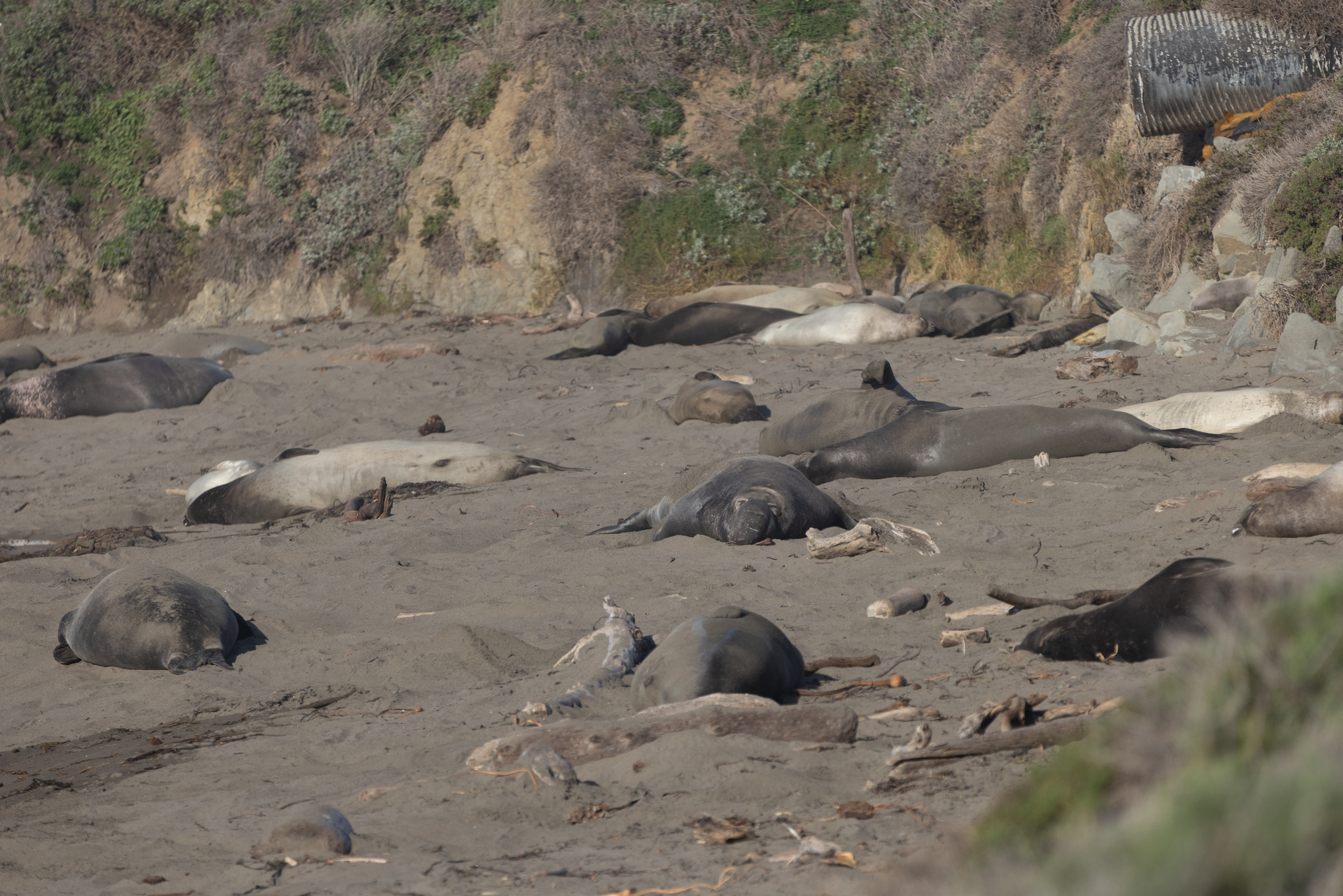 Elephant seals lie on the beach at the Elephant Seal Vista Point north of Hearst Castle. 