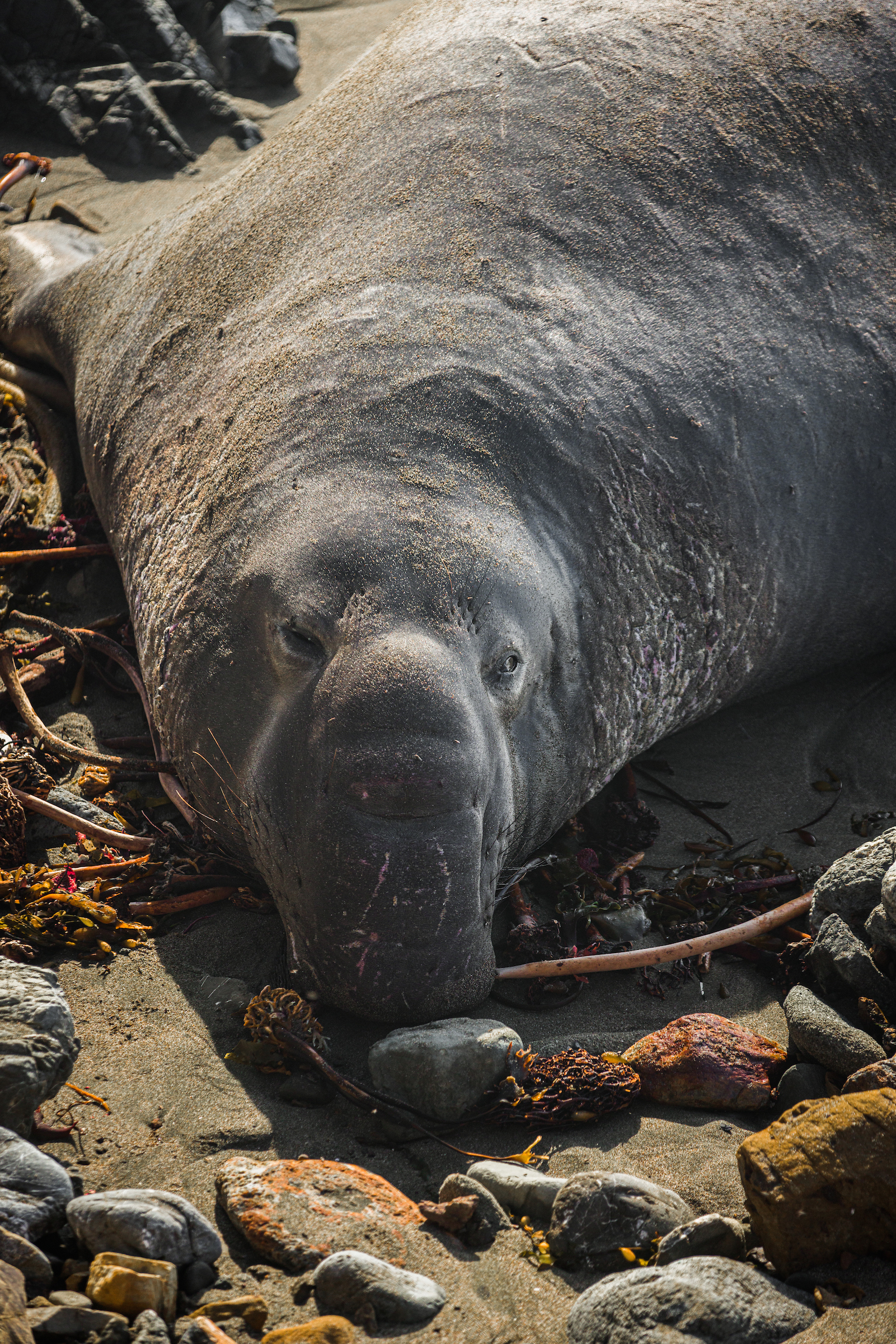 A male elephant seal at the Elephant Seal Vista Point.