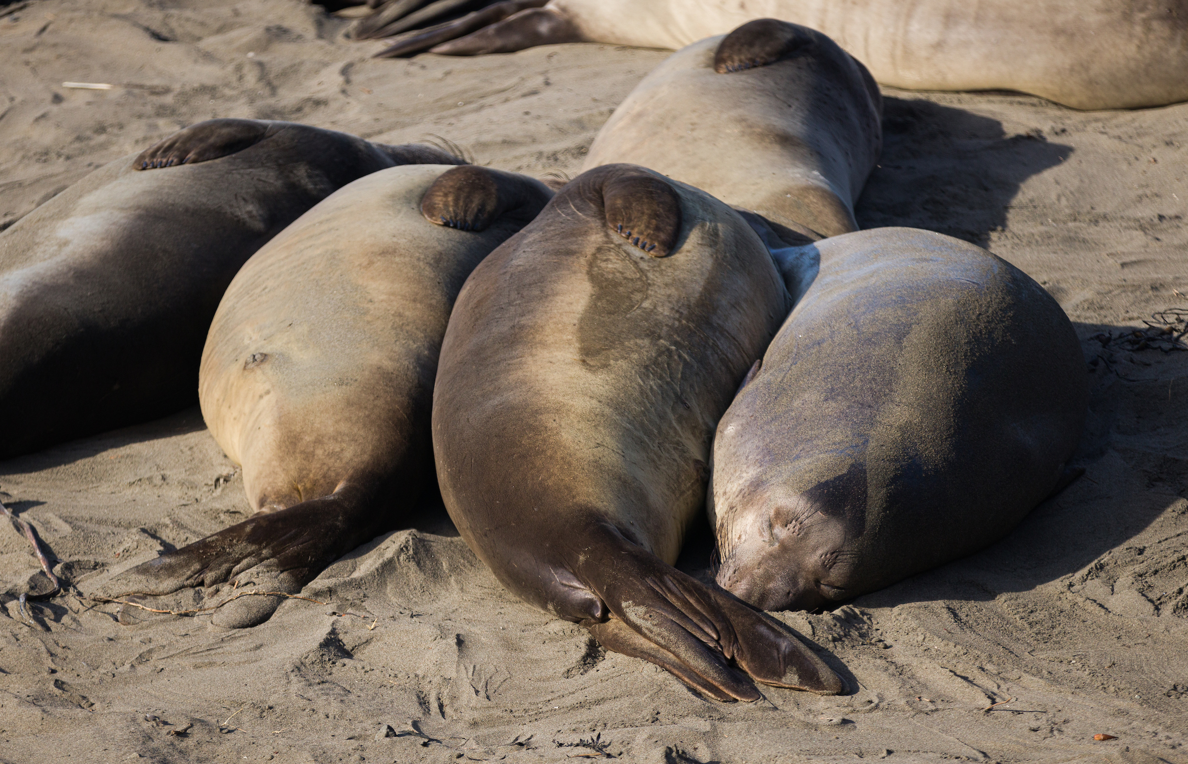 Multiple seals lie together on the beach at the Elephant Seal Vista Point.