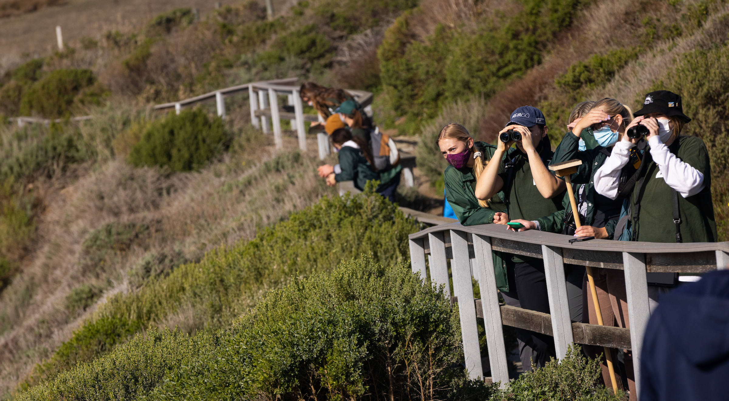 Researchers with Team Ellie survey elephant seals from the boardwalk at the Elephant Seal Vista Point north of Hearst Castle.