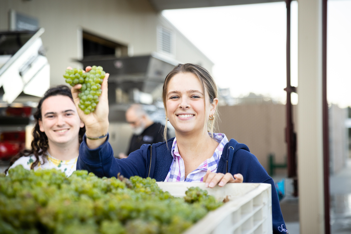 Wine and viticulture students Toby German, left, and Olivia Capiaux, right, hold up wine grapes before processing.
