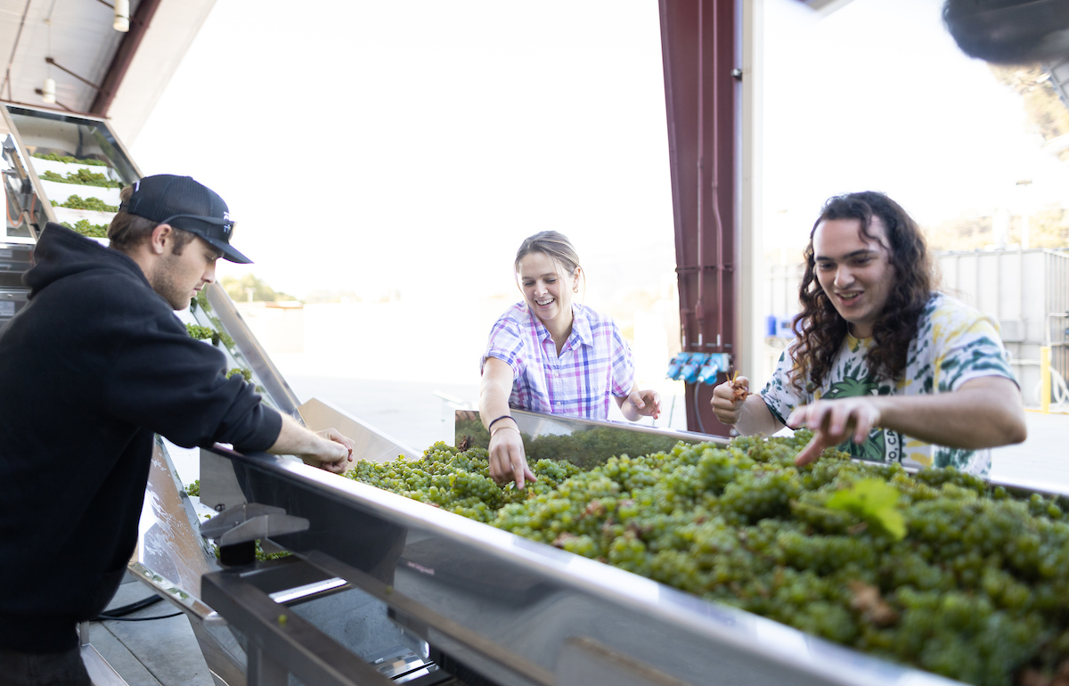 From left: students Nolan Maas, Olivia Capiaux and Toby German process wine grapes on the destemmer machine.