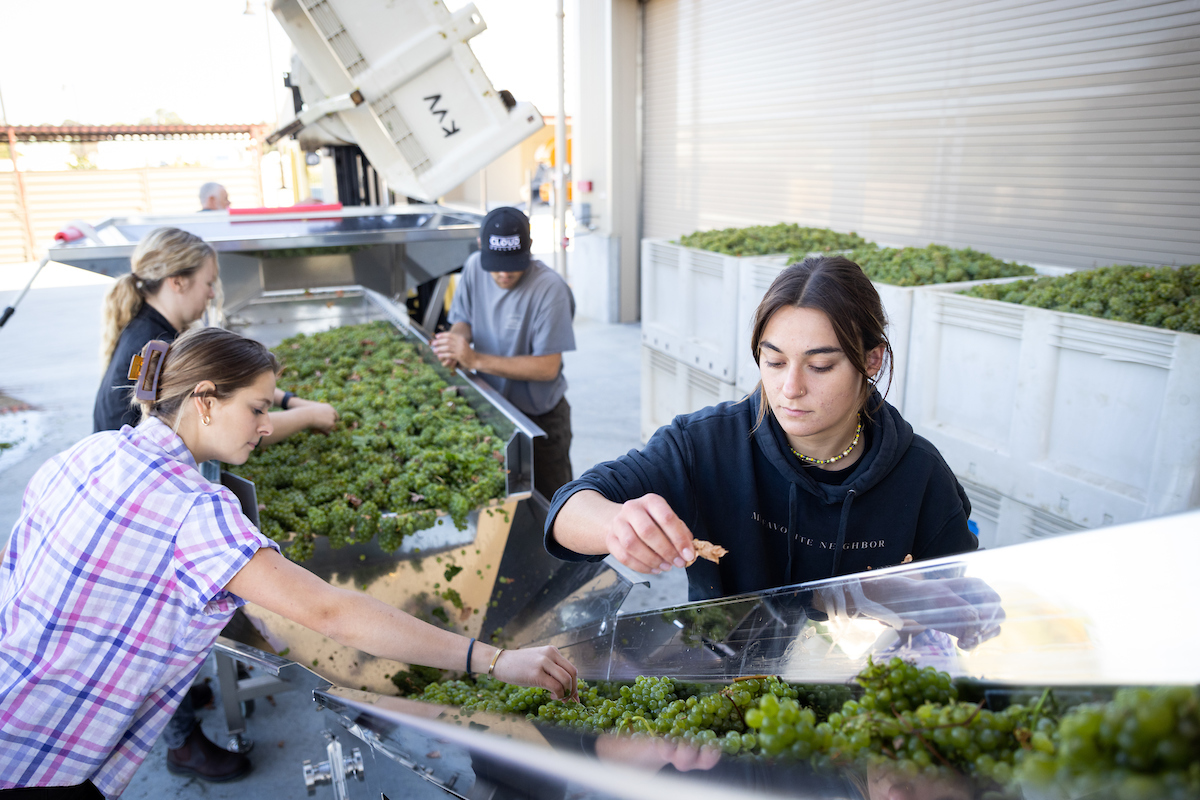 Wine and viticulture students process grapes on the destemmer machine.