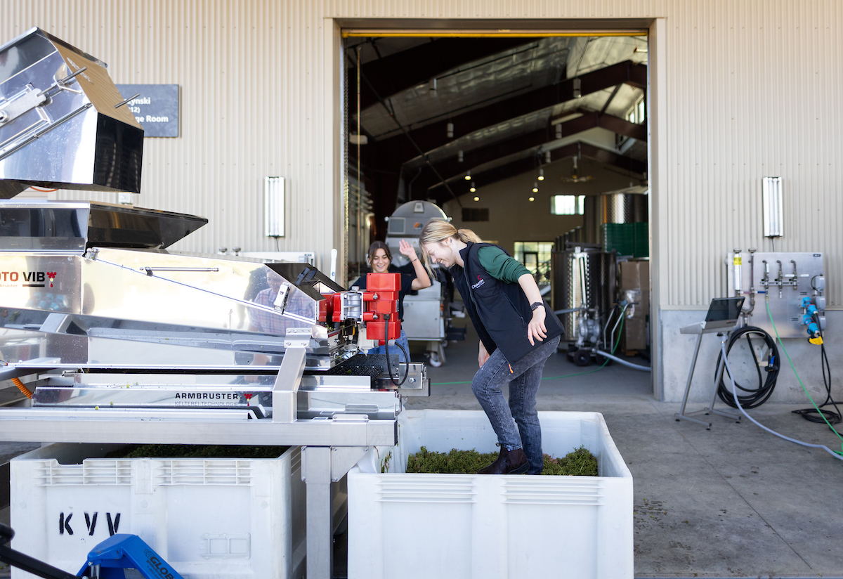 Taylor Robertson, a fourth-year wine and viticulture student, stomps in a plastic bin during grape processing.