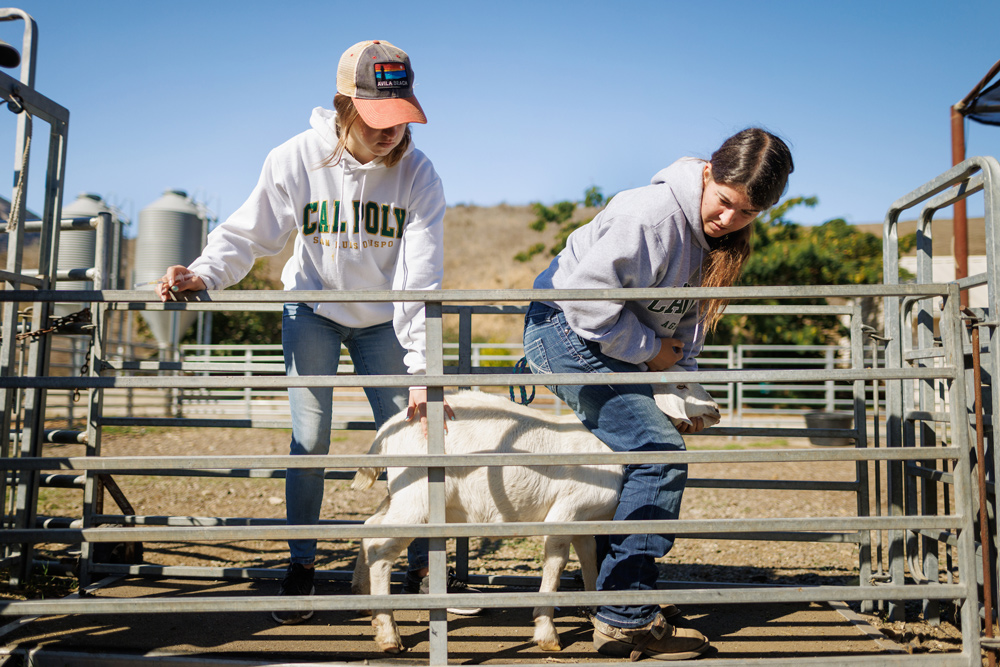 Students work together to administer medication to goats in a pen.