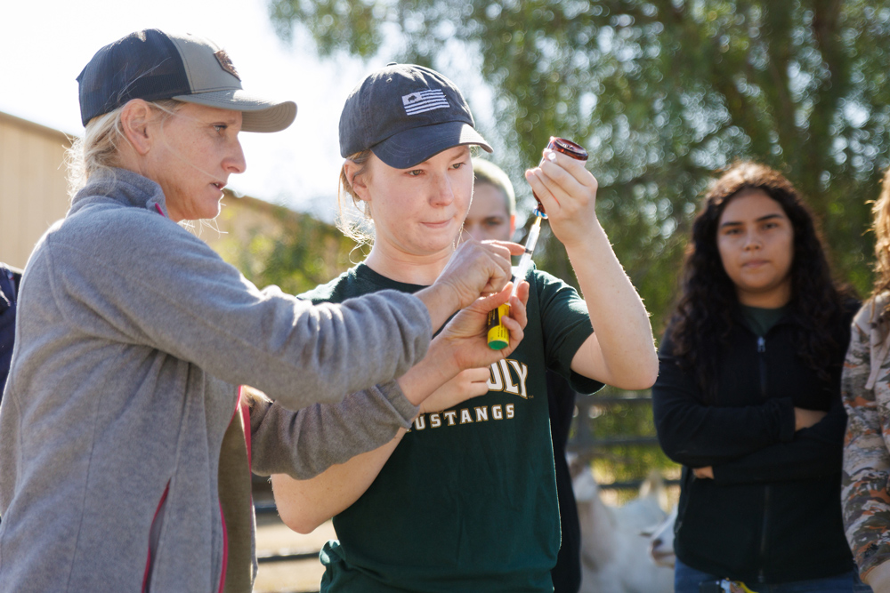 Animal science lecturer Beth Reynolds, works with students to innoculate Cal Poly's goats and sheep with selenium and vitamin E booster shot in October.