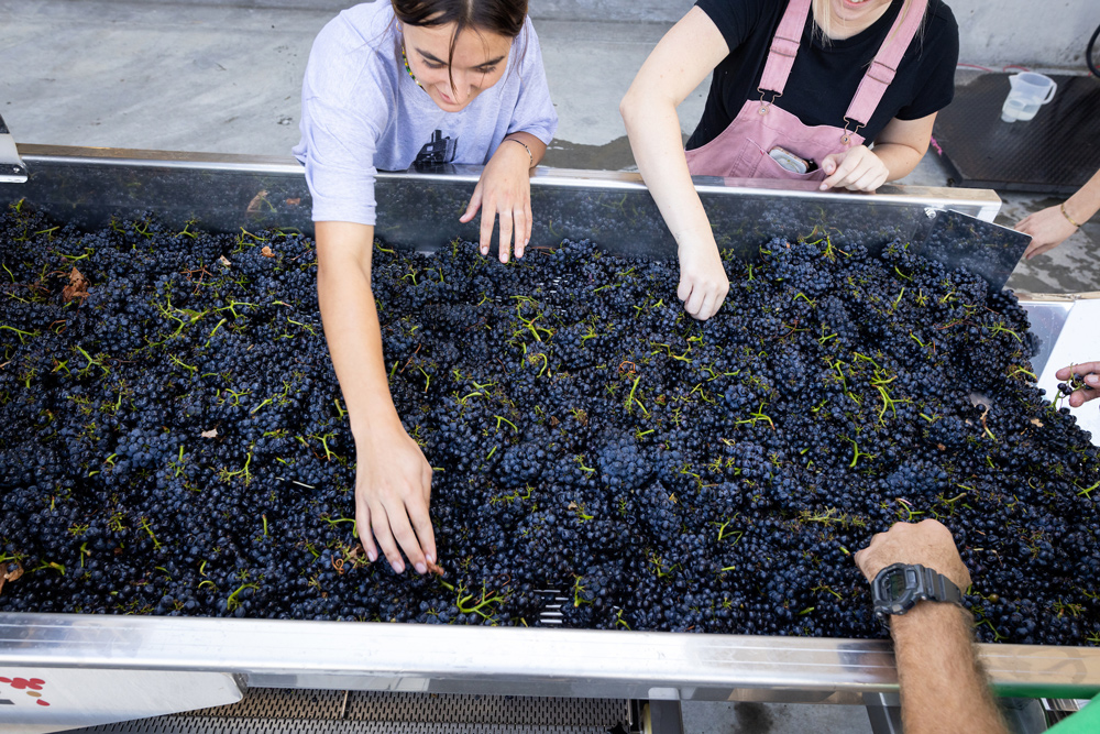 Students in the wine and viticulture progam sort grapes harvested from Trestle Vineyard on campus. 