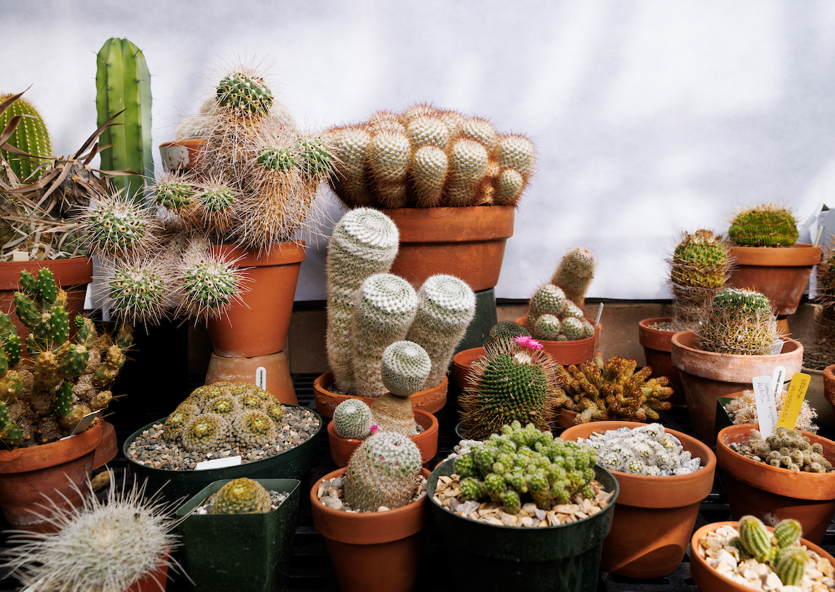 A display of potted cactus plants in the desert climate greenhouse, one of three distinct growing environments in the plant conservatory that also include the warm tropics and a cloud forest. 