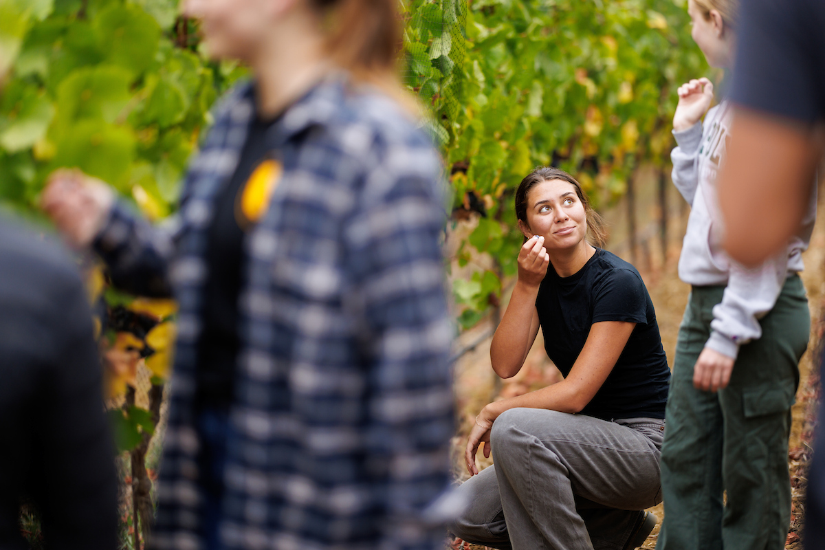 Winery Manager Jim Shumate and wine and viticulture students sample grapes from the university’s Trestle Vineyard in September, ahead of the fall harvest. 