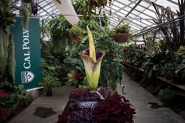 A photograph of Musty the corpse flower in the conservatory during the day.