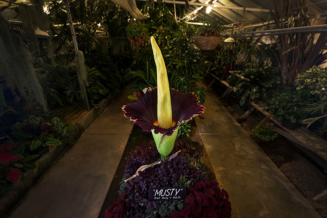 A photograph of the blooming corpse flower at Cal Poly.