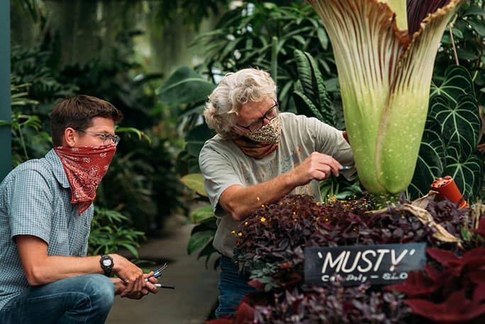 Professor Matt Ritter, red mask, and Cal Poly lecturer Mike Bush, Cal Poly mask, cut a hole in the corpse flower to apply pollen to the plant.