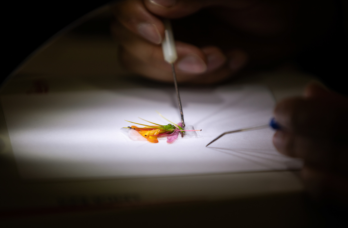A flower sits on a table under a spotlight while two hands use tweezers to touch it.