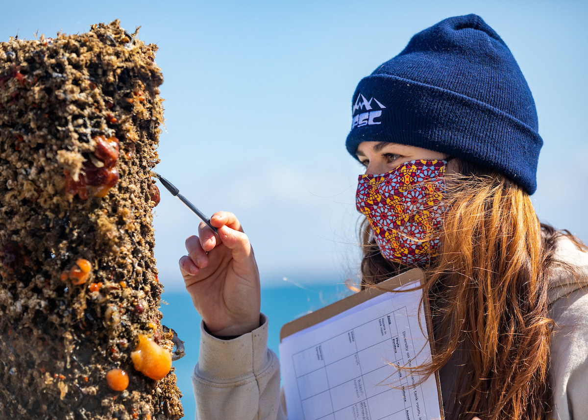 A woman wearing a mask and a beanie pokes at a wooden piling covered in marine life.
