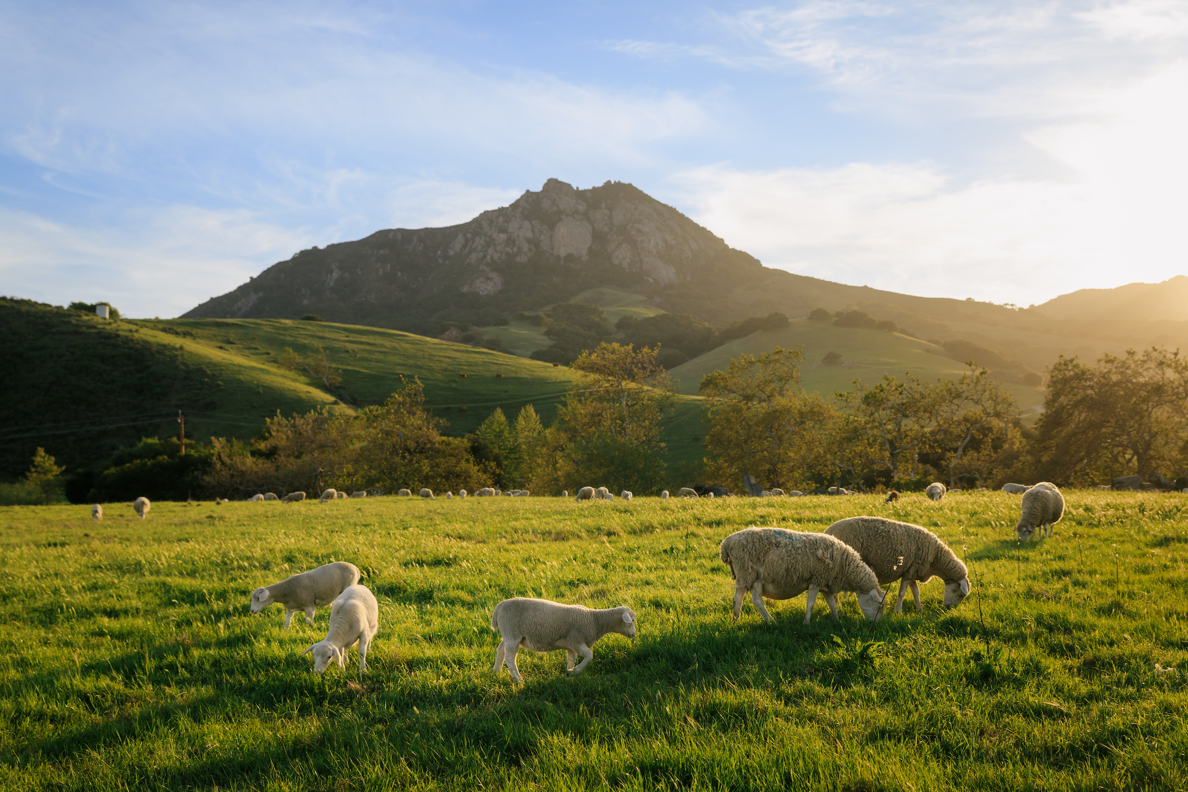 Sheep graze in a field on campus with Bishop Peak in the background.