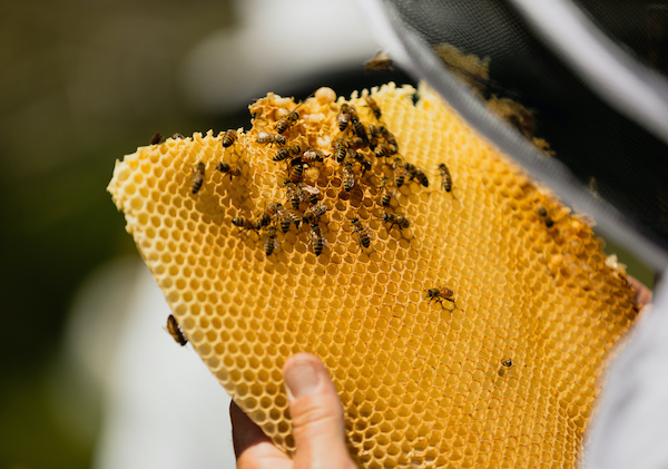 A student wearing a netted helmet holds a piece of honeycomb with bees on it.