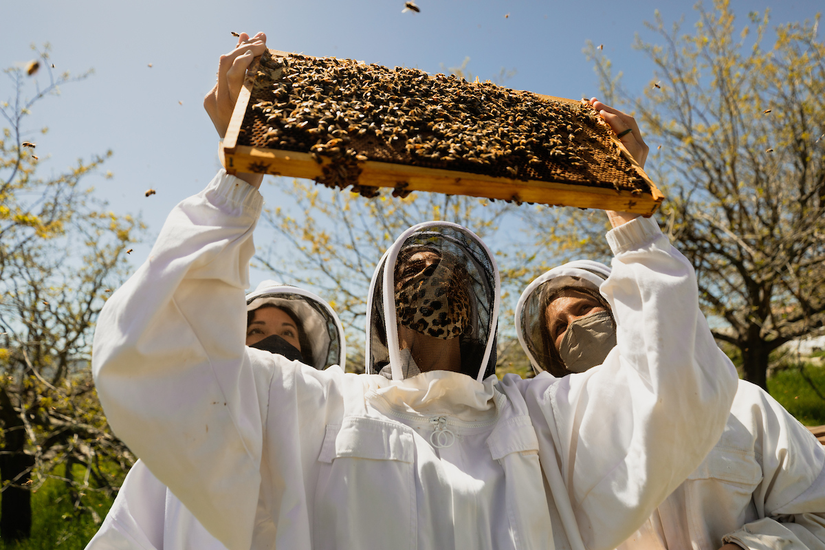 A student wearing a beekeeper's uniform holds a frame of bees up for two other students to look at during a beekeeping class.