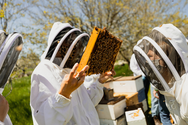 Two students wearing white protective jackets and netting over their heads look at opposite sides of a frame of bees.
