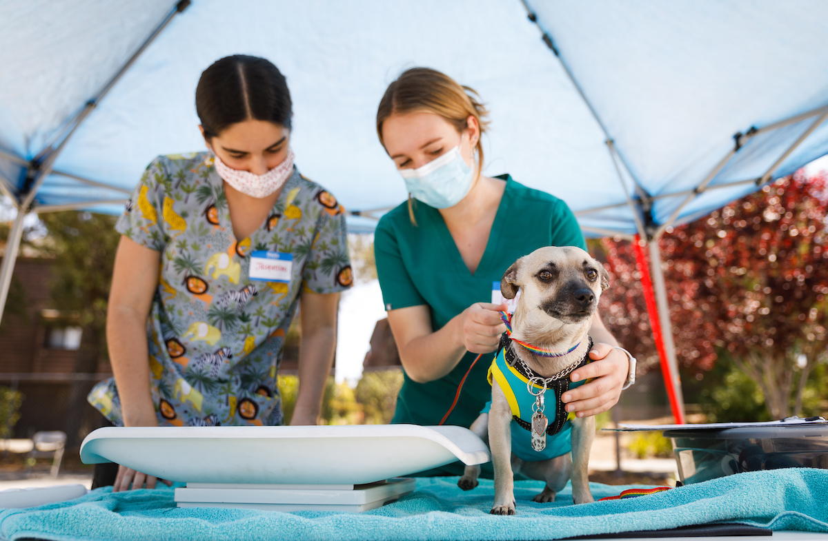 Two students in veterinary gear hold a chihuahua dog as they get ready to treat him at a free clinic.
