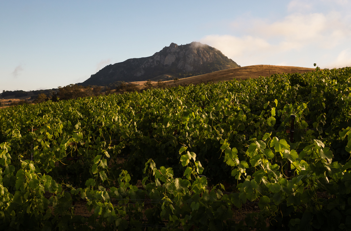 A shot of a vineyard with Bishop Peak in the background on a sunny day.
