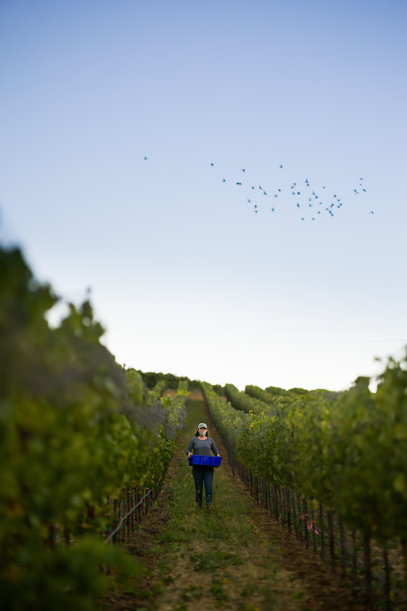 A student walks between grapevines at Trestle Vineyard during the grape harvest.