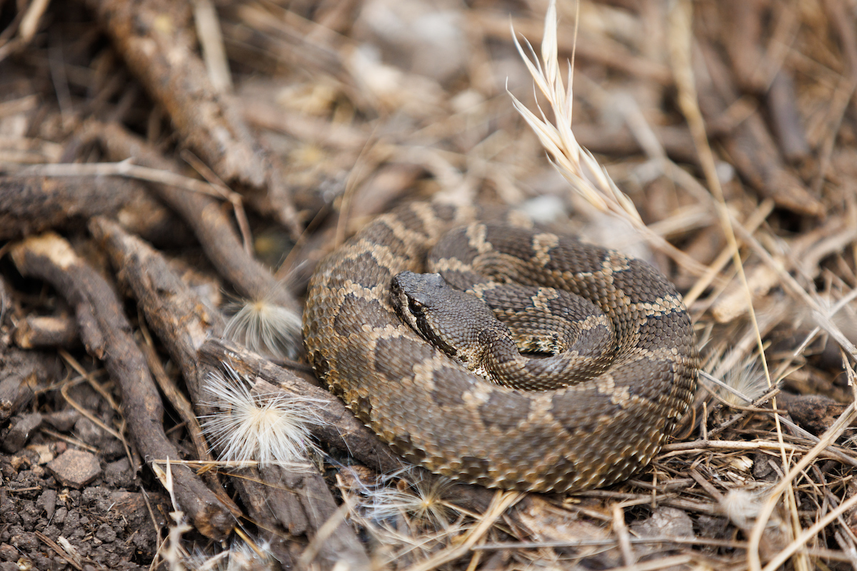 A rattlesnake curled up among brush at Montaña de Oro. 