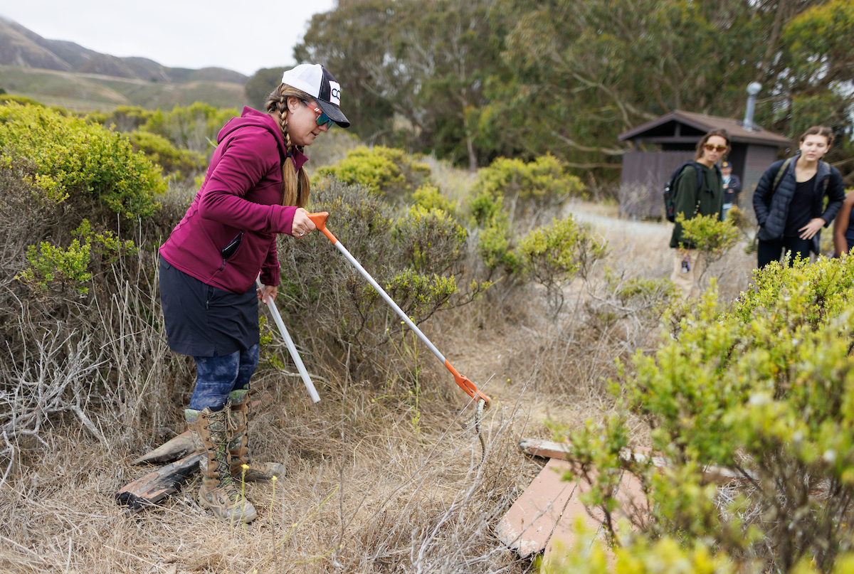 Emily Taylor uses a grabber tool to pick up a rattlesnake in Montaña de Oro. 