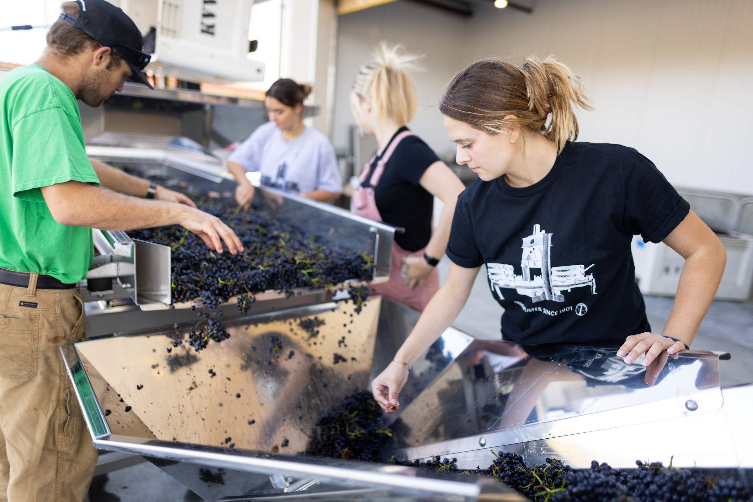 ​​​​​​​Wine and viticulture students use a de stemmer machine to process grapes into wine.