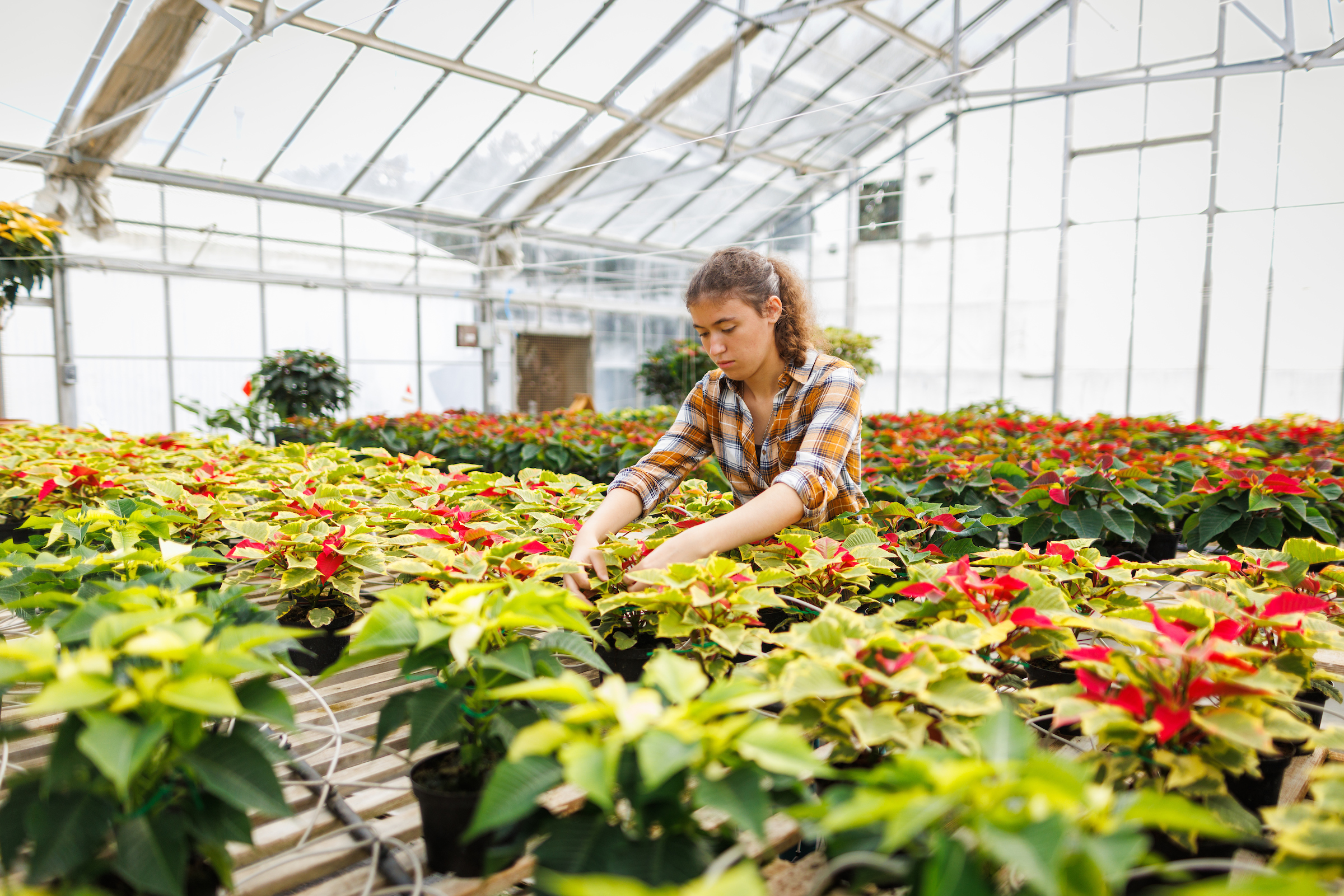A woman inspects poinsettia flowers in a greenhouse.