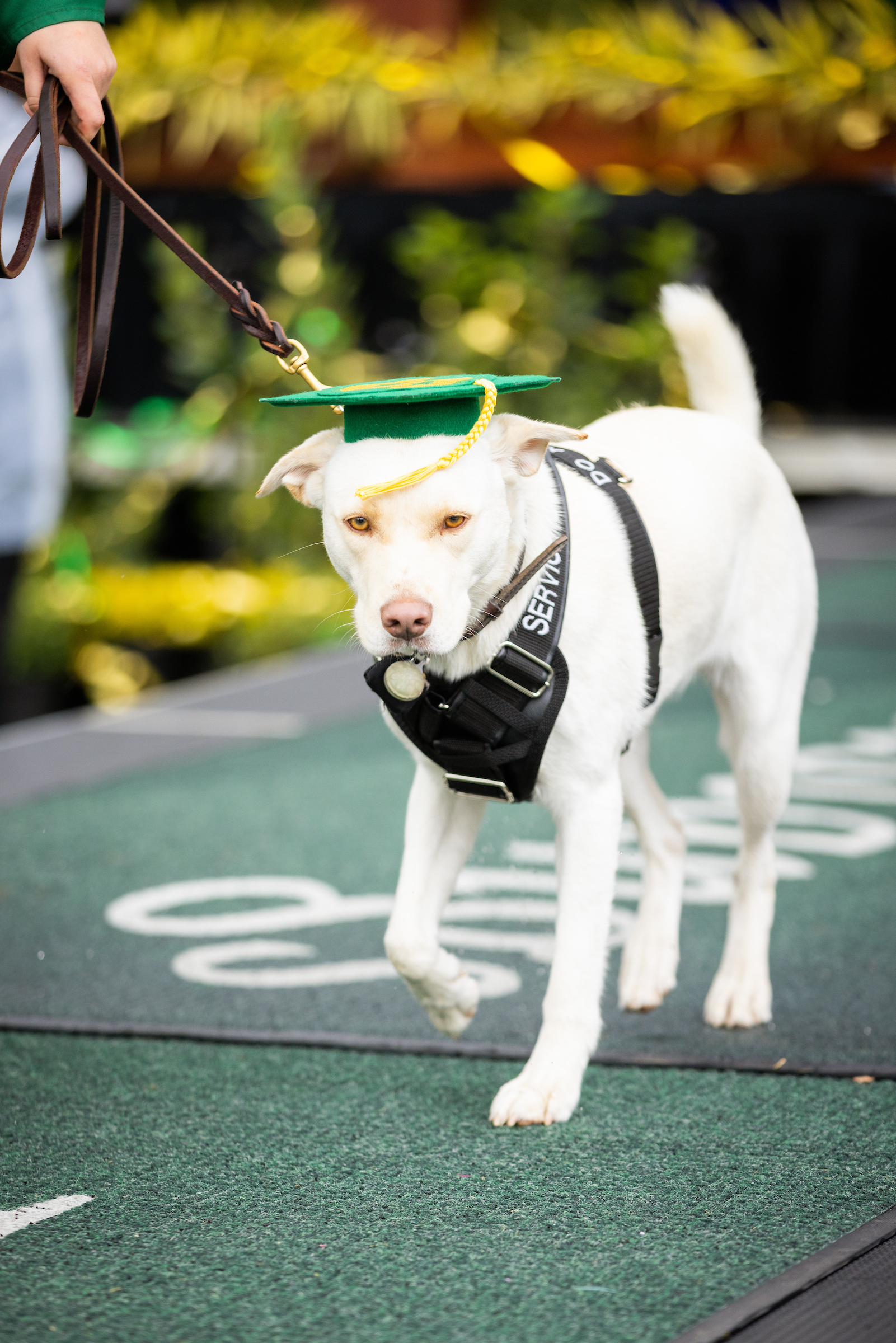 A white lab in a service dog vest and graduation cap walks at the fall commencement ceremony.