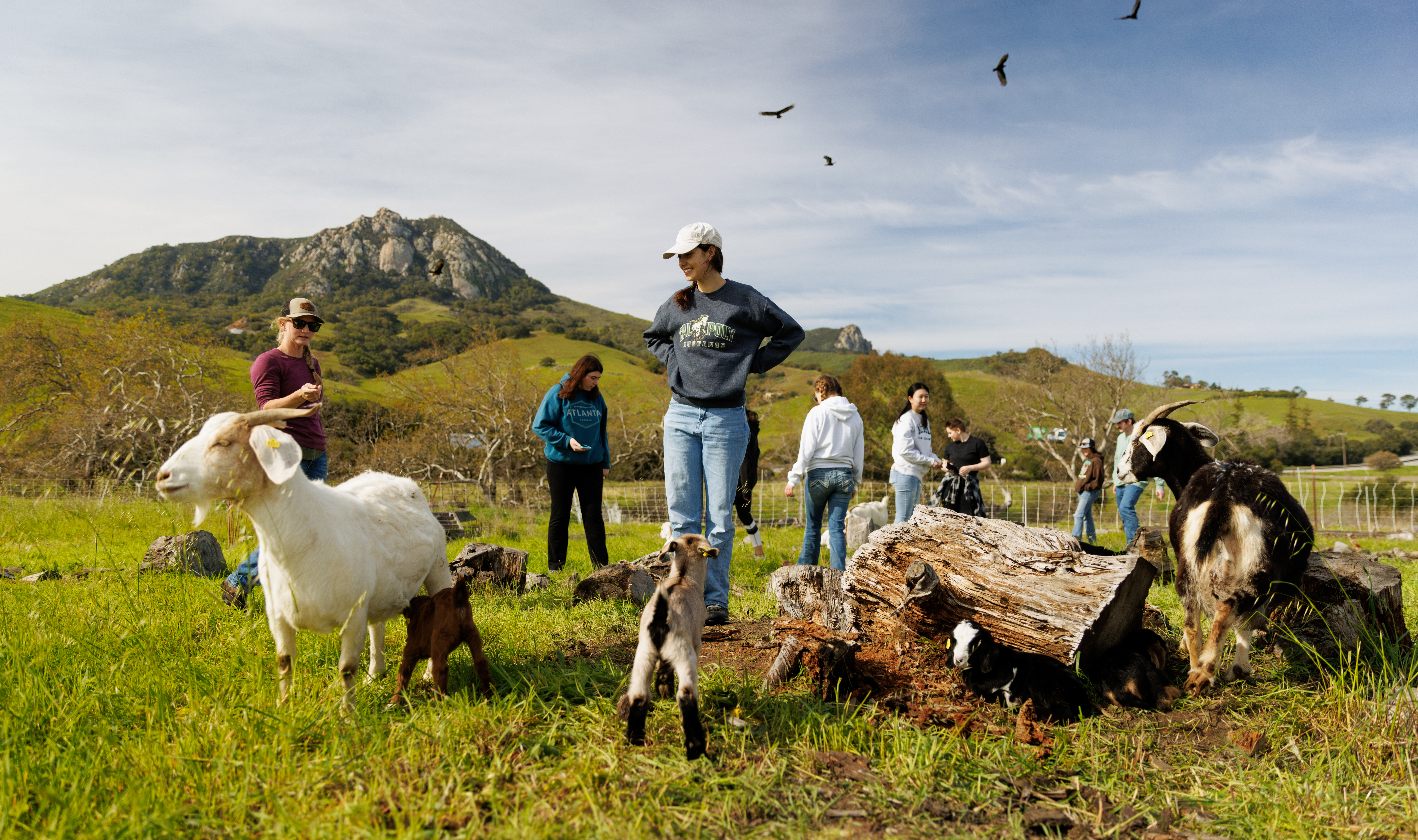 Students and goats, including newborn kids, gather in a grassy field with Bishop Peak in the background.