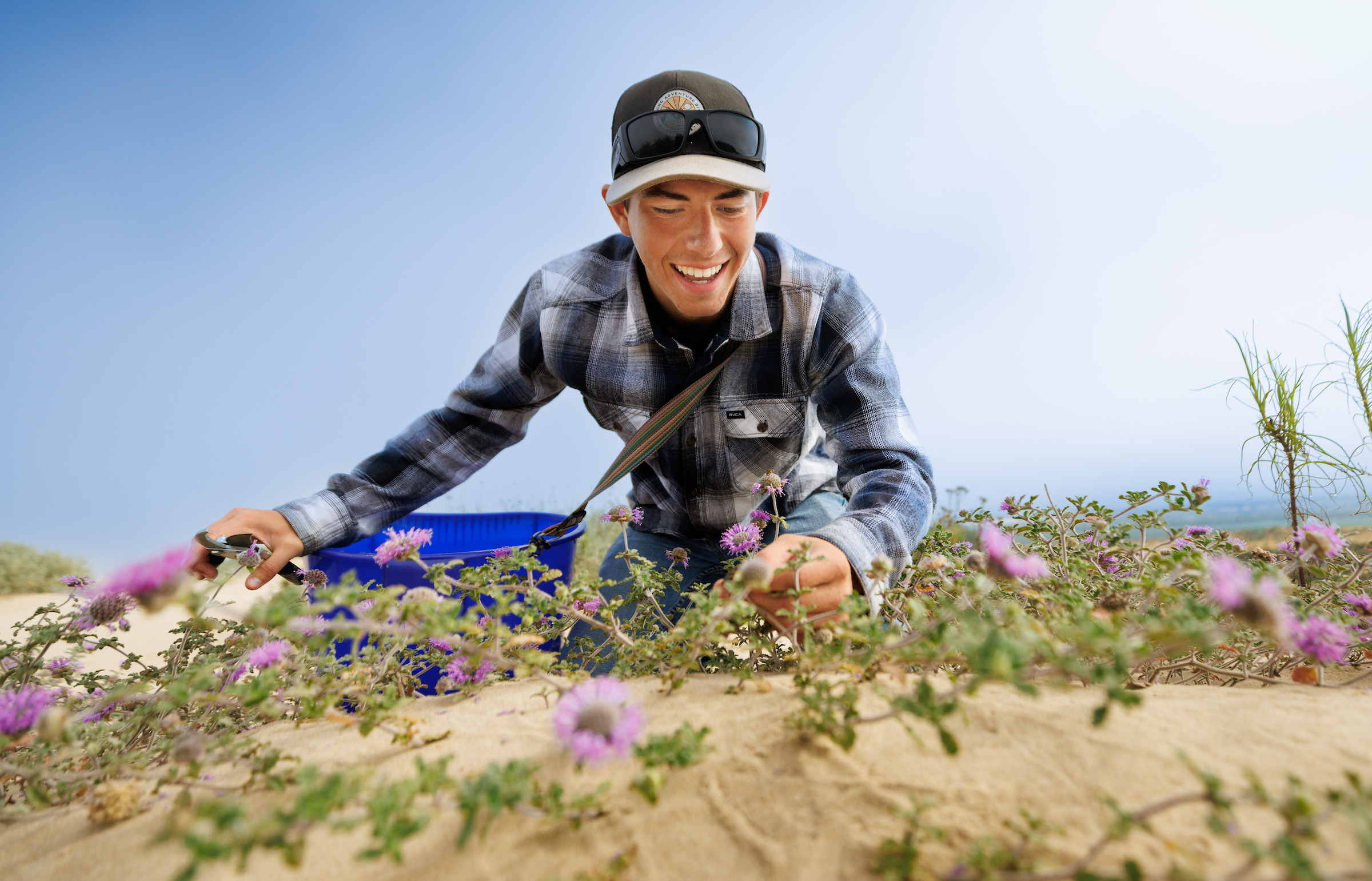 A student wearing a blue plaid shirt smiles as he uses gardening clippers to harvest seeds from a plant with purple flowers growing in a sand dune.