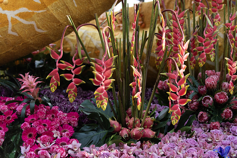 A detailed look at some of the coral-like touches Cal Poly students added to this year's Rose Float.