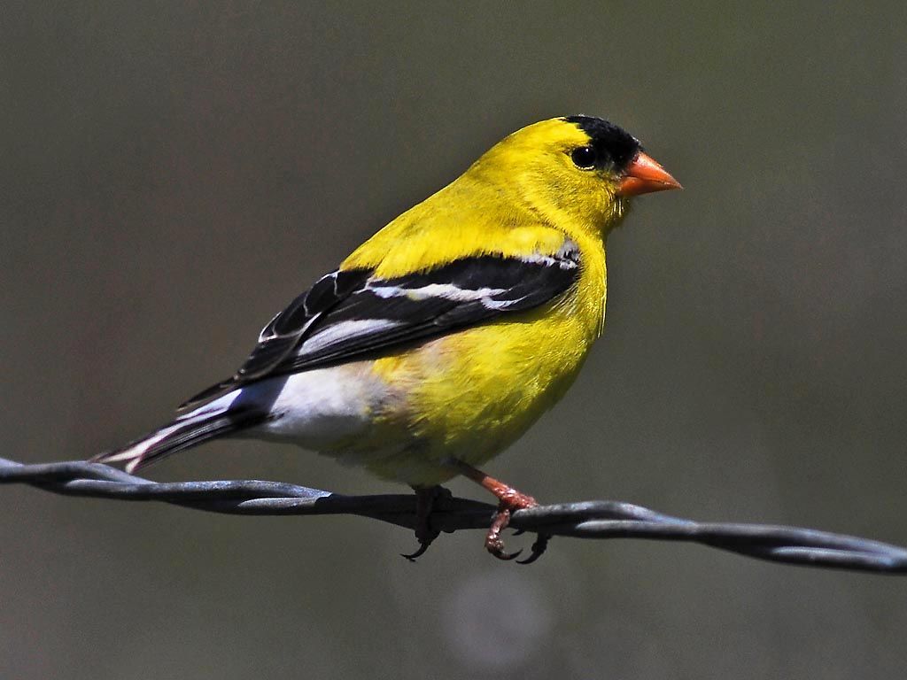 An American goldfinch 