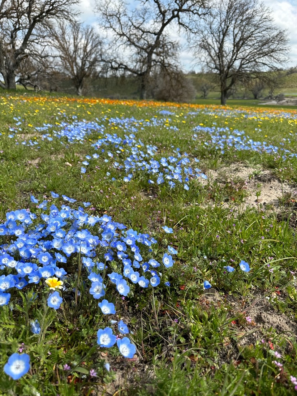 Blue wildflowers in a field near Shell Creek Road in mid March.