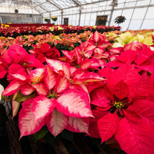 Red, pink and yellow poinsettias in a green house