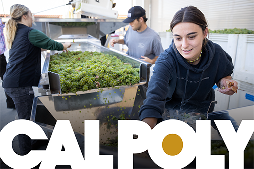A student sorts through grapes in a cover photo of Cal Poly Magazine.