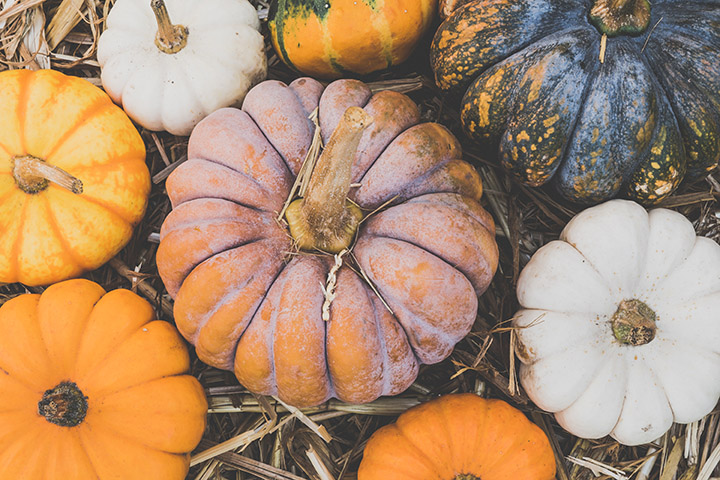 Several pumpkins of various colors and sizes
