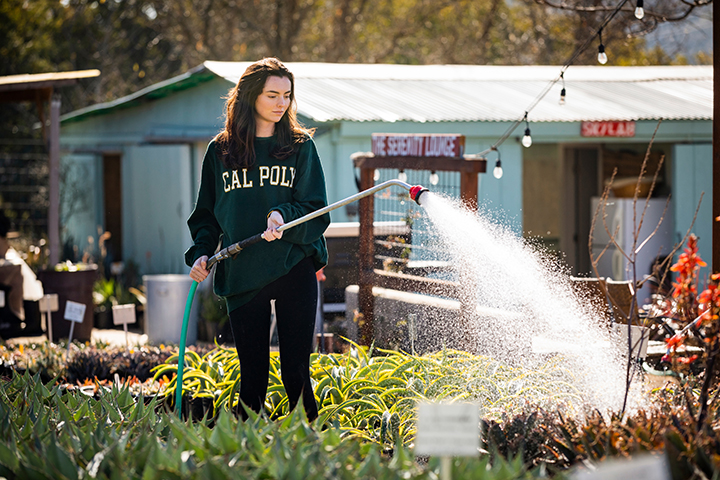 A student wearing a Cal Poly sweatshirt waters plants at Growing Grounds in San Luis Obispo.