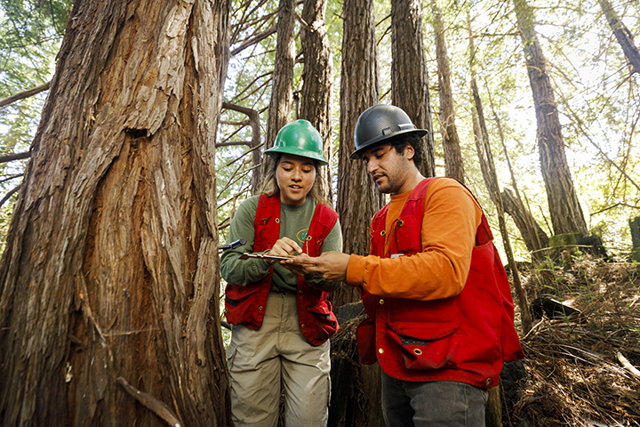 Two students, wearing green hard hats, look at a clipboard, surrounded by large trees at Swanton Pacific Ranch 