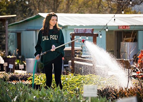 A young woman student wearing a Cal Poly sweatshirt waters plants 