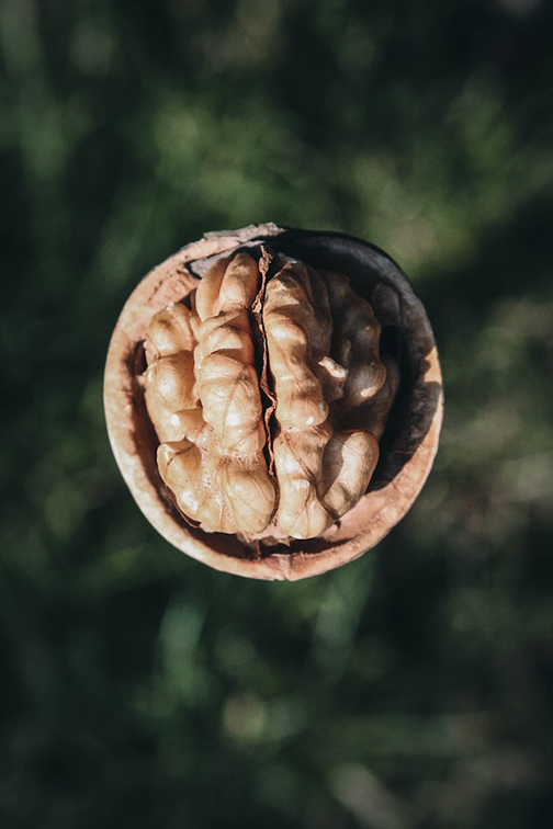 a photo of a walnut