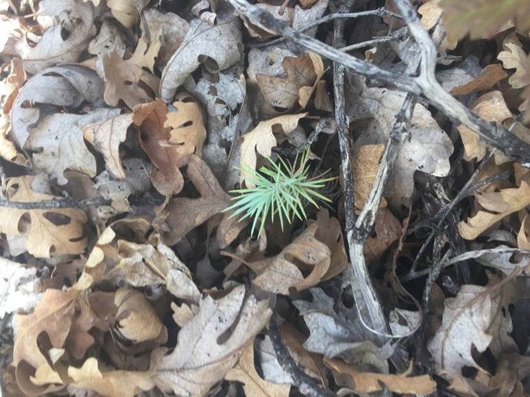 A seedling grows amid a cover of oak leaves.