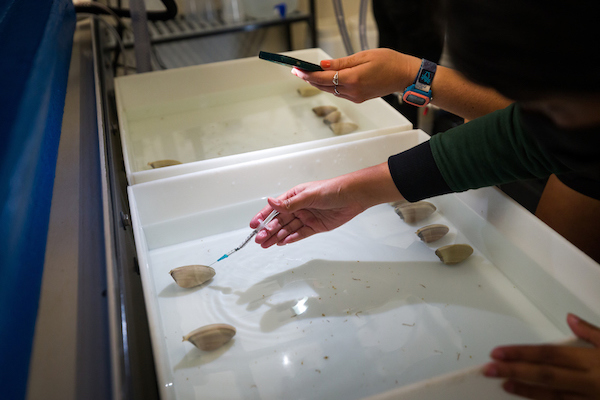 One student uses a needle to inject Pismo clams in a tank with serotonin while the other holds a flashlight so she can see.