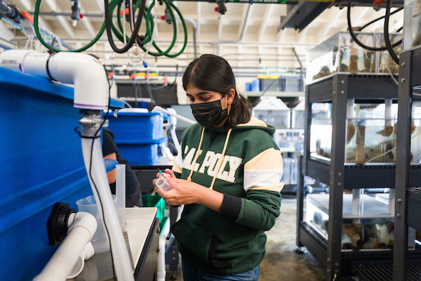 A student in a green Cal Poly sweater stands next to blue plastic tanks in the lab and checks a needle that will be used to inject the clams with serotonin.